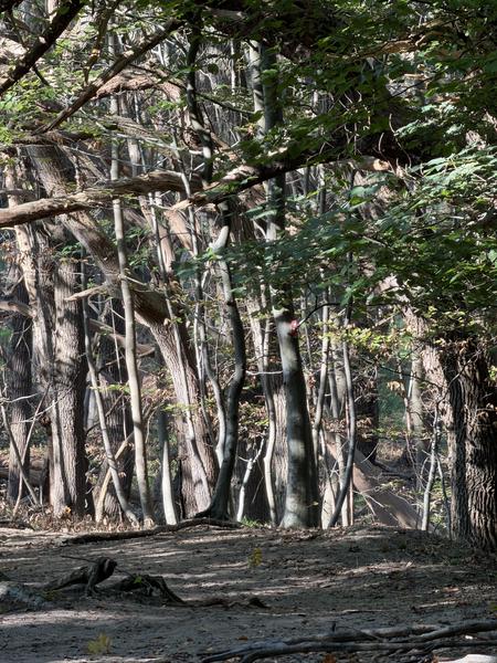 This photo captures a serene woodland scene at Stroperspad, Santpoort-Noord, bathed in dappled sunlight filtering through the dense canopy of deciduous trees